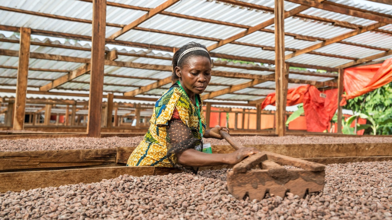 Ghana's Golden Harvest: The Journey of Cocoa Cultivation.